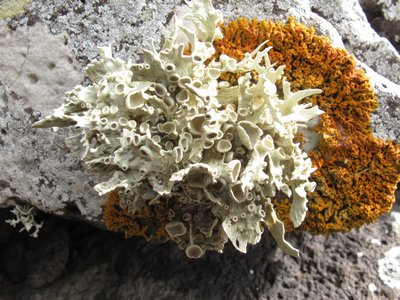 [Ramalina maderensis]